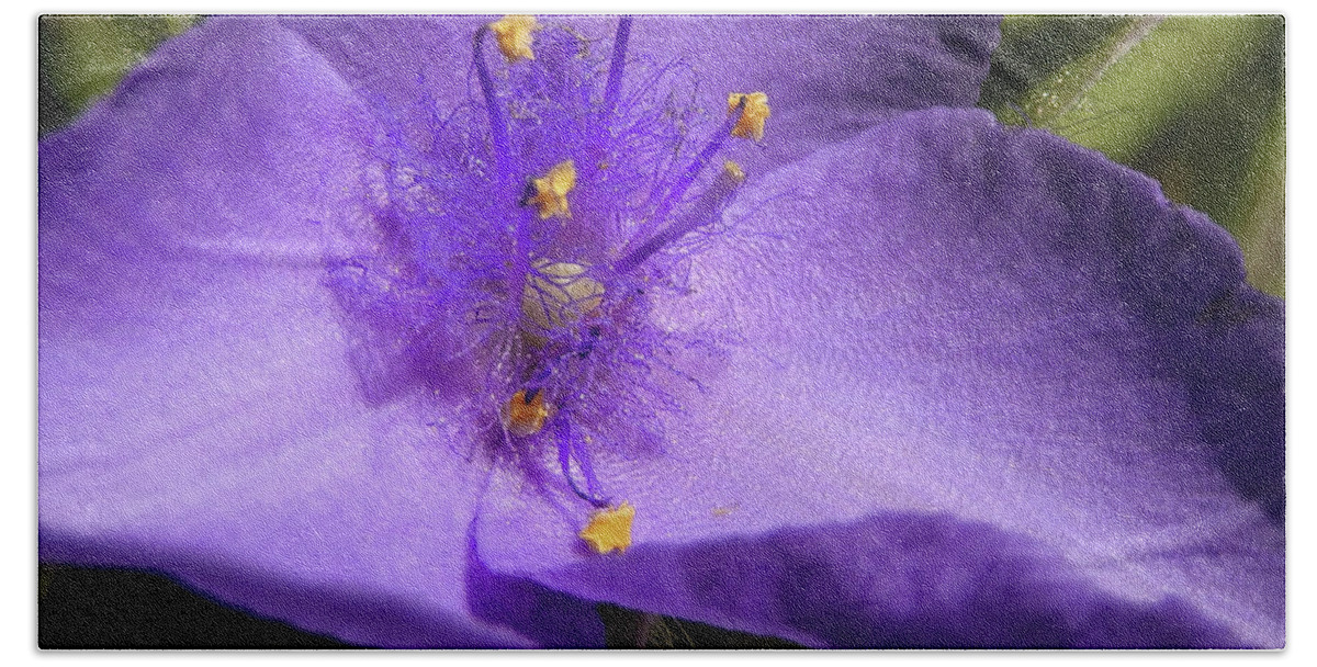 Tradescantia Beach Towel featuring the photograph Tradescantia closeup by Phil And Karen Rispin