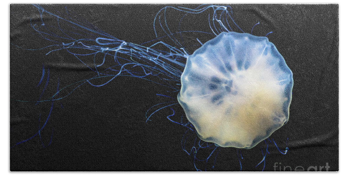 Poster Beach Towel featuring the photograph Transparent Jellyfish With Long Poisonous Tentacles by Andreas Berthold