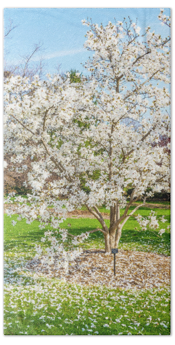 White Leaves Blooming Spring Springtime Beach Towel featuring the photograph Tree Blooming During Springtime - Cantigny Park, Wheaton, Illinois by David Morehead