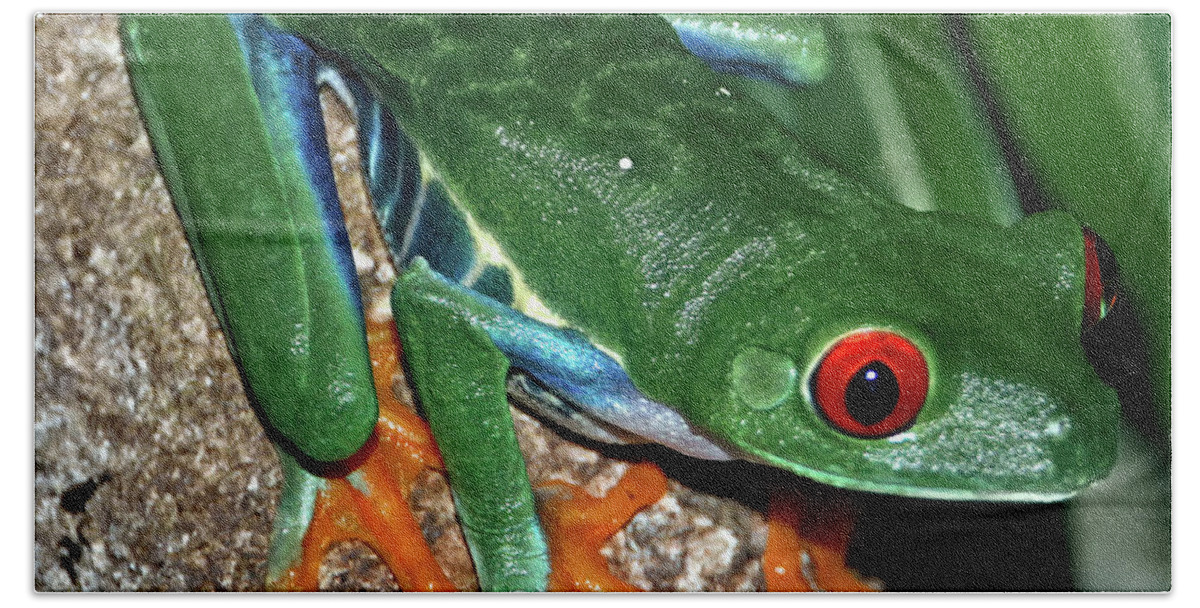 Wildlife Beach Towel featuring the photograph Tree Frog by Tom Watkins PVminer pixs