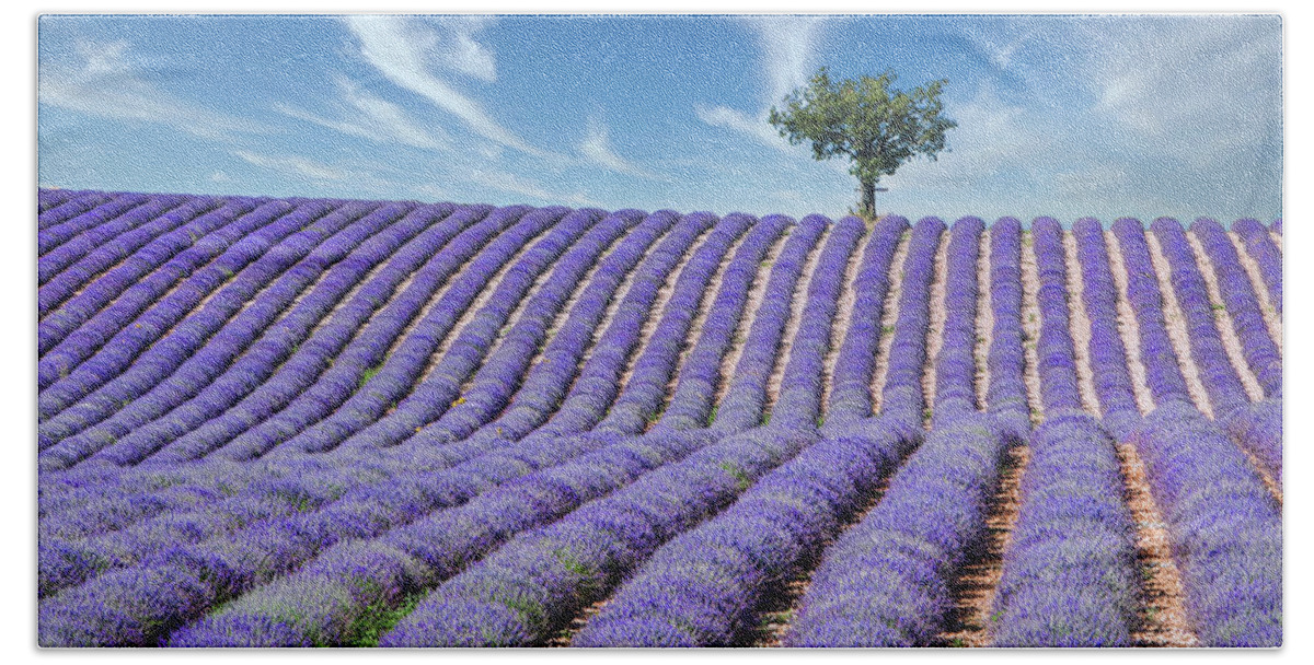 Lavender Field Beach Towel featuring the photograph Tree in Provence by Jurgen Lorenzen