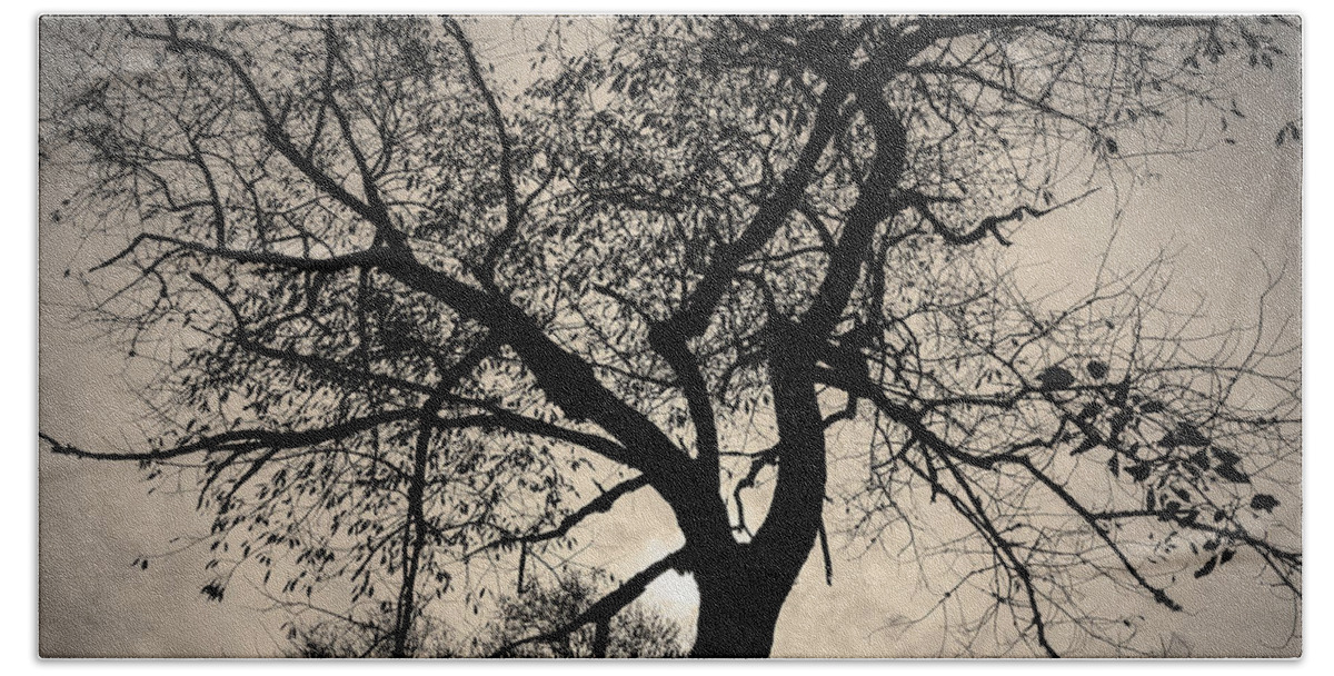 Abstract Beach Towel featuring the photograph Tree Silhouette Toned by David Gordon