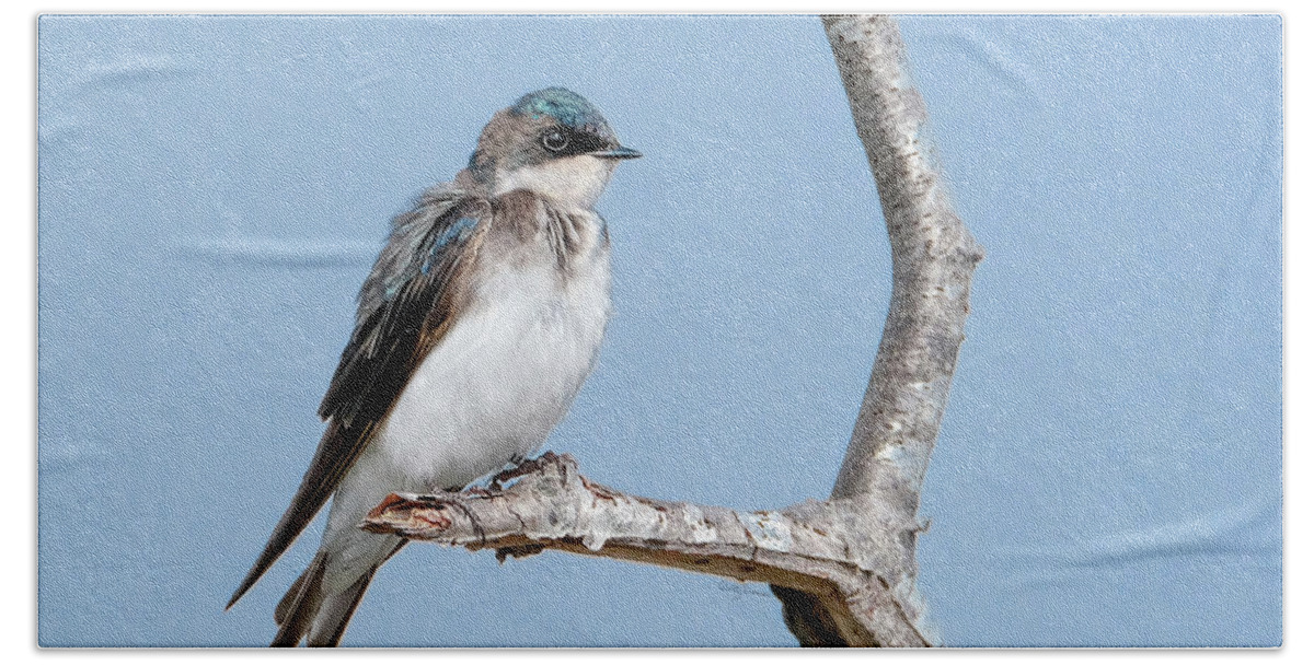 Birds Beach Sheet featuring the photograph Tree Swallow on Branch by Betty Denise