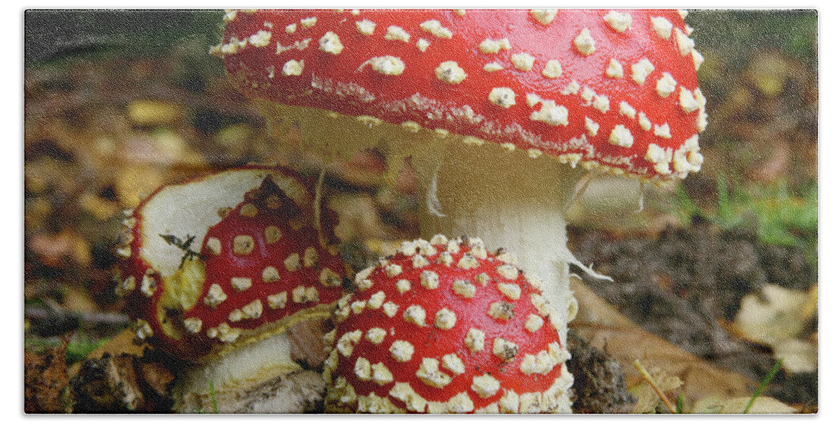 Fly Agaric Beach Towel featuring the photograph Trio of Fly Agaric Fungi by Warren Photographic