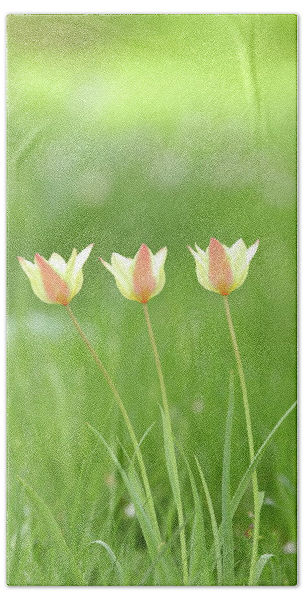 Nature Beach Towel featuring the photograph Triple Tulips by Lens Art Photography By Larry Trager