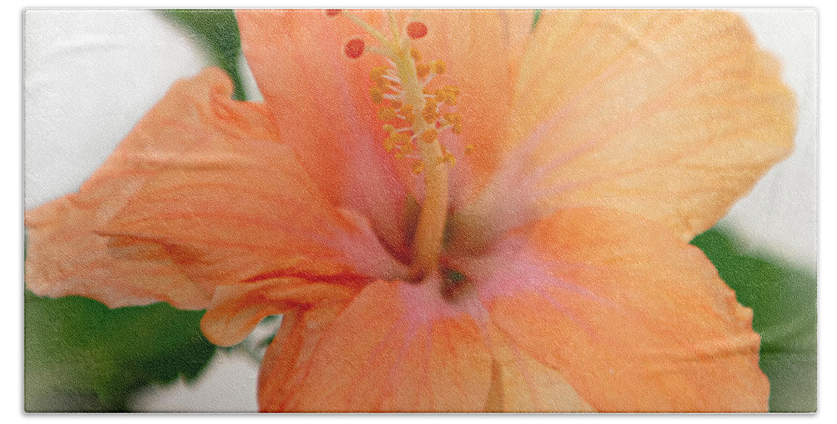 Hisbicus Beach Towel featuring the photograph Tropical Bloom - Hibiscus by Dale Powell