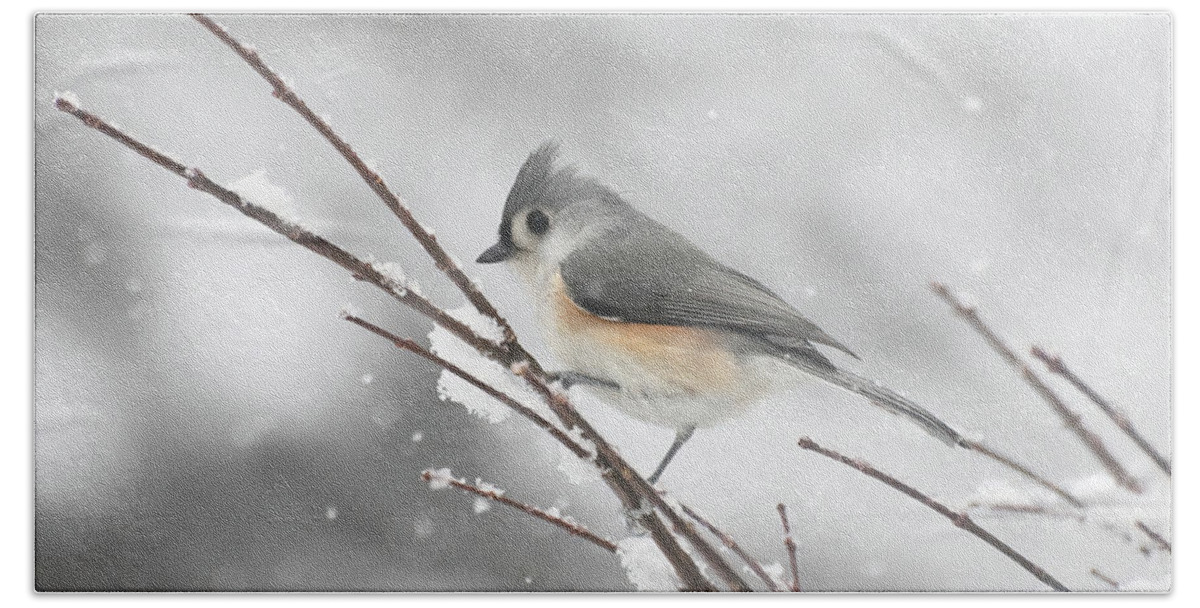 Tufted Titmouse Beach Towel featuring the photograph Tufted Titmouse on a Winter Day by Kerri Farley