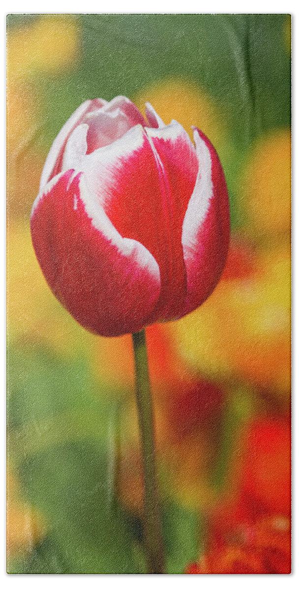 Europe Beach Towel featuring the photograph Tulip by Jim Miller