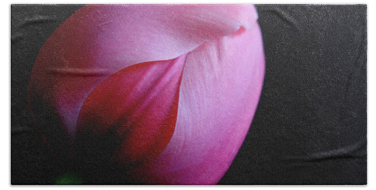 Tulip Beach Towel featuring the photograph Tulip by Julia Wilcox