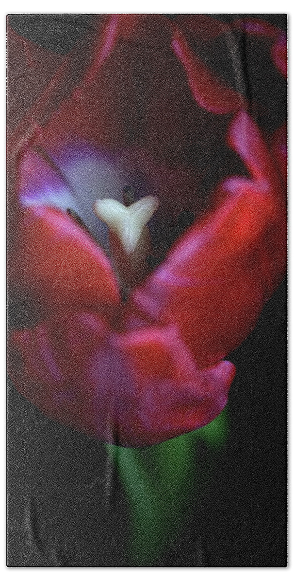 Macro Beach Towel featuring the photograph Tulip Pink 7082 by Julie Powell