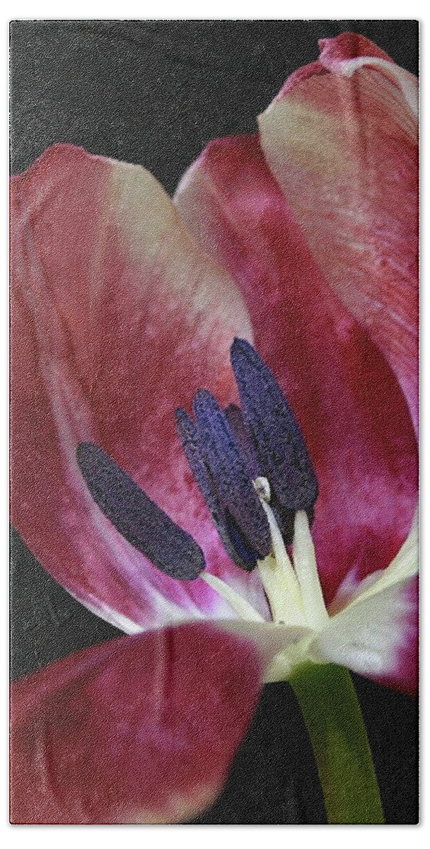Macro Beach Towel featuring the photograph Tulip Red 042207 by Julie Powell