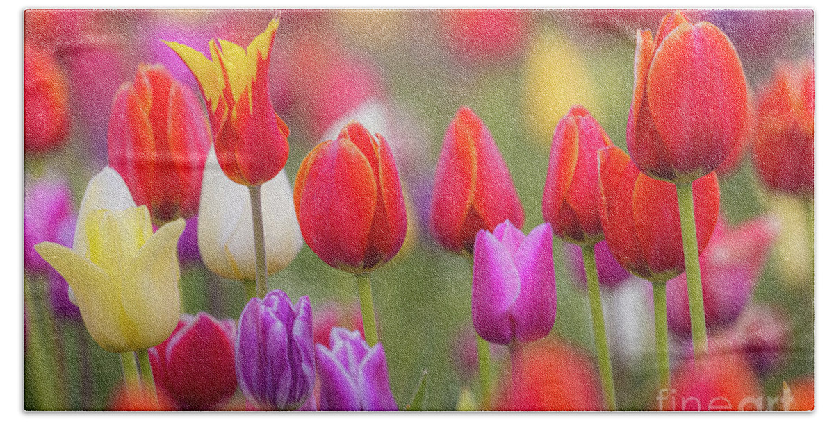 America Beach Towel featuring the photograph Tulip Study 1 by Inge Johnsson