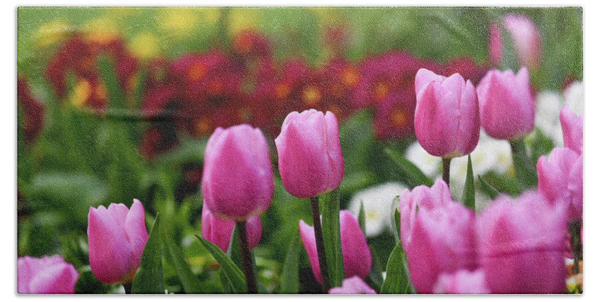 Tulips Beach Towel featuring the photograph Tulips blooming in the spring sunshine by Andrew Lalchan