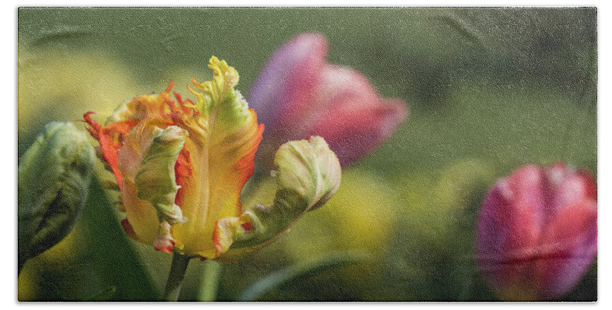Astoria Beach Towel featuring the photograph Tulips in March by Robert Potts