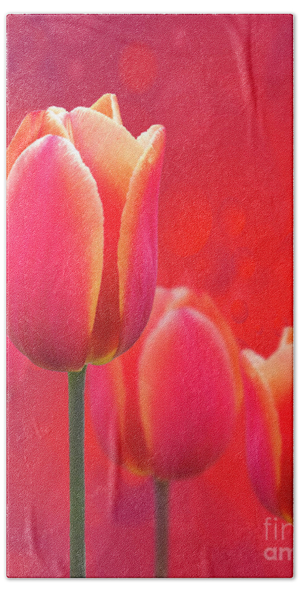 Art; Bloom; Blossom; Design; Floral; Flowers; Fresh; Nature; Orange; Petals; Red; Spring; Texture; Tulip; Tulips Beach Towel featuring the photograph Tulips on Fire by Juli Scalzi