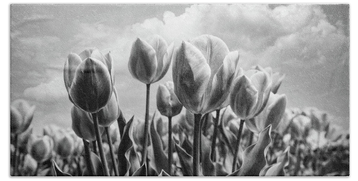 Clouds Beach Towel featuring the photograph Tulips Waving in the Wind Black and White by Debra and Dave Vanderlaan