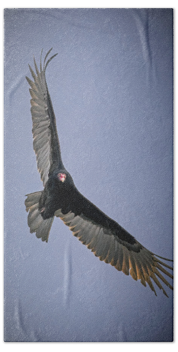 Turkey Vulture Beach Towel featuring the photograph Turkey Vulture by Alexander Image