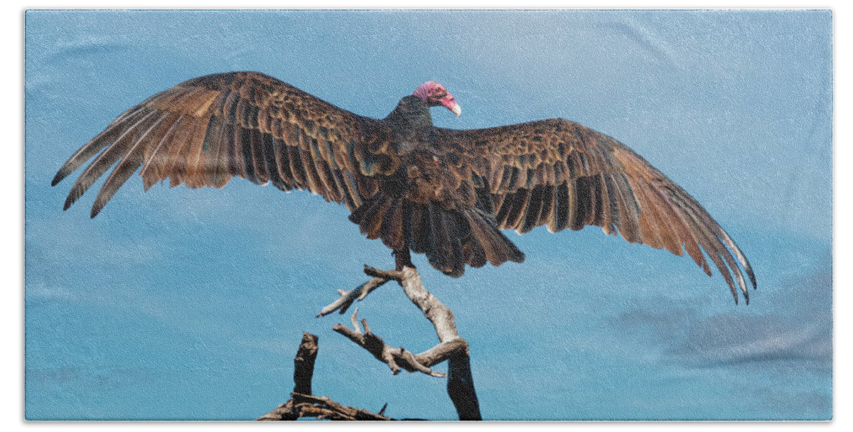Adult Beach Towel featuring the photograph Turkey Vulture Perched in a Dead Tree by Jeff Goulden