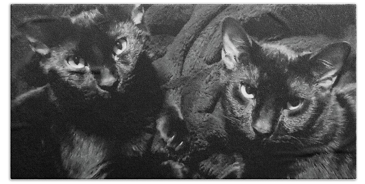 Cats Beach Towel featuring the photograph Twins by Ally White