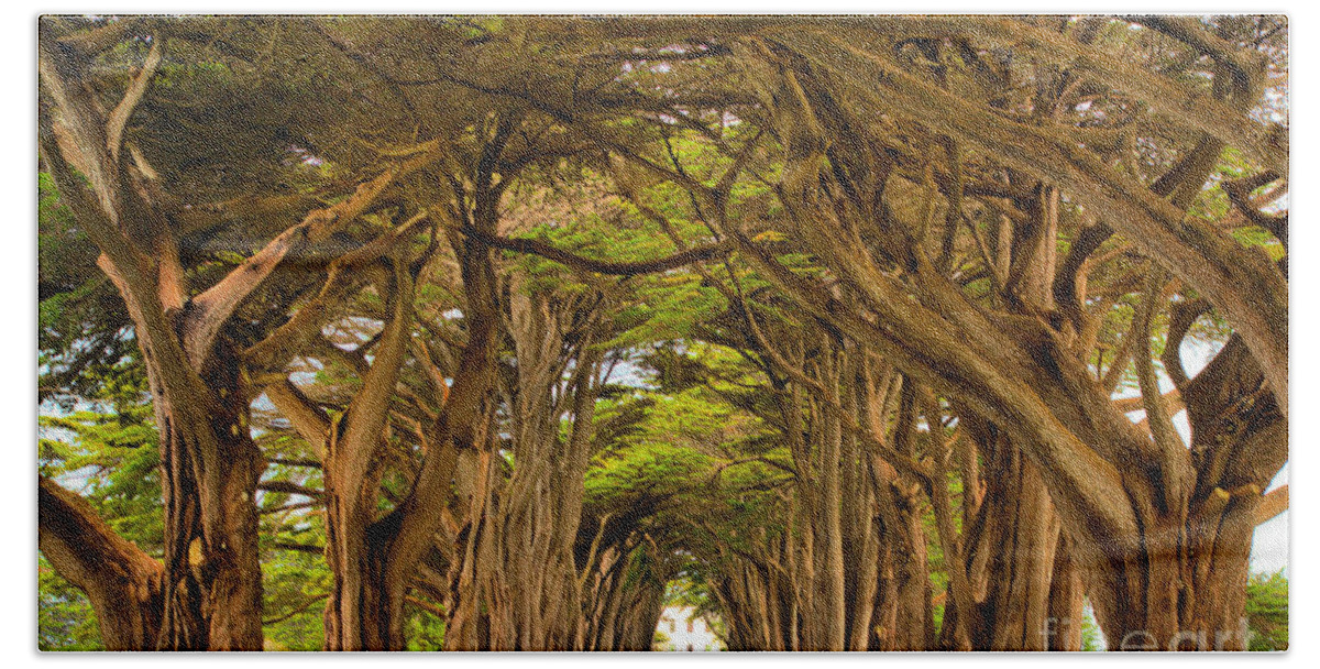 Point Reyes Beach Towel featuring the photograph Twisted Point Reyes Cypress Tunnel by Adam Jewell