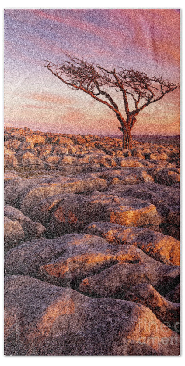 Yorkshire Dales Beach Towel featuring the photograph Twisted tree in Limestone pavement at Twistleton Scar, Ingleton, Yorkshire Dales National Park,UK by Neale And Judith Clark