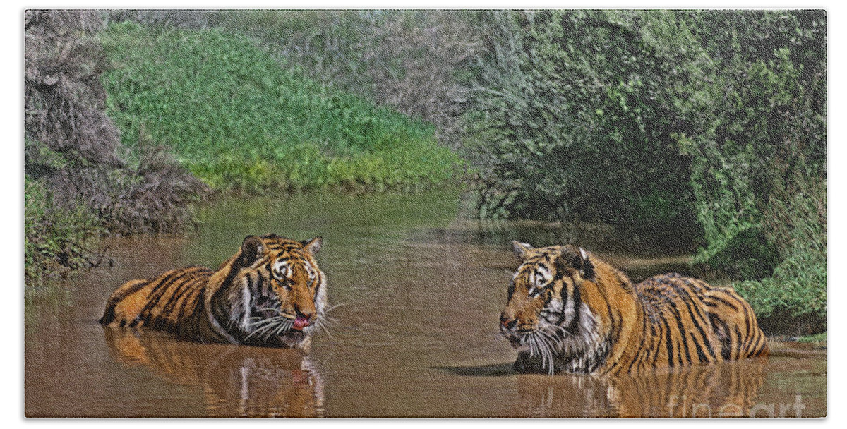 Dave Welling Beach Towel featuring the photograph Two Bengal Tigers Bathing by Dave Welling