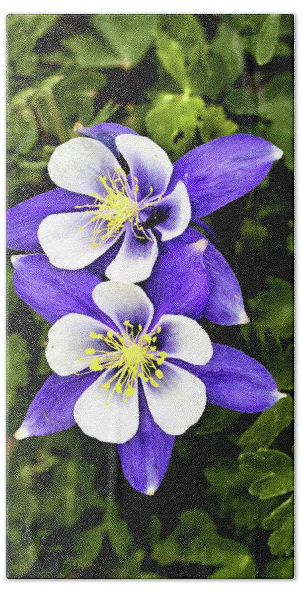 Flowers Beach Towel featuring the photograph Two Blue Columbines by Bob Falcone