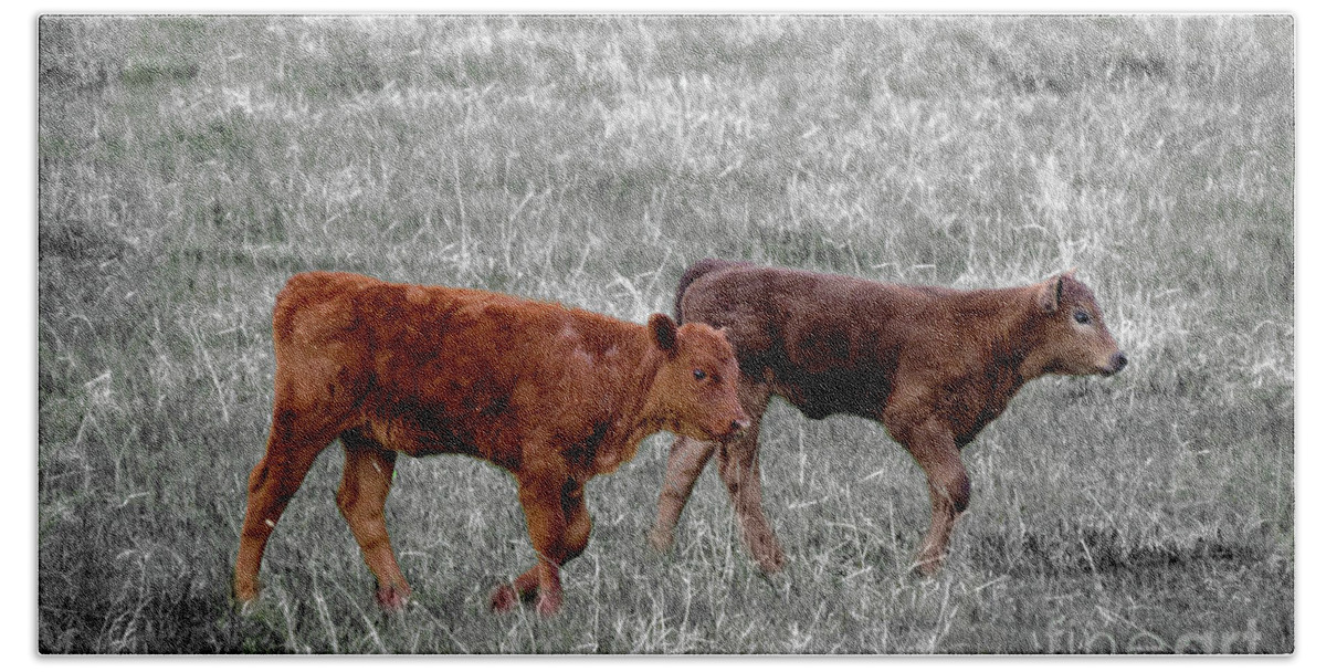 Country Beach Towel featuring the photograph Two Brown Cows by Mary Mikawoz