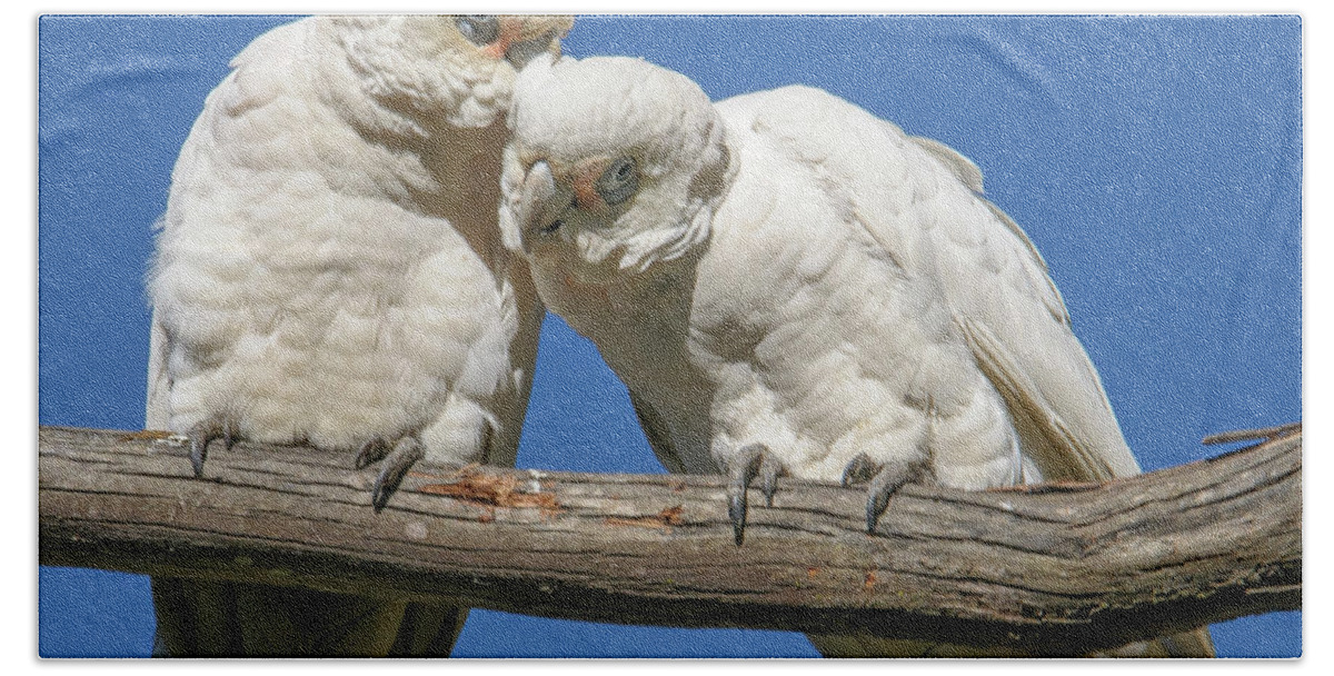 Bird Beach Towel featuring the photograph Two Corellas by Werner Padarin
