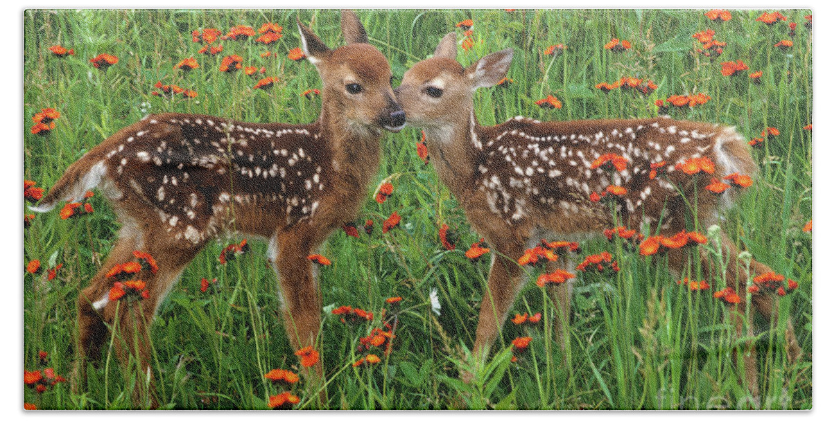 Deer Beach Towel featuring the photograph Two Fawns Talking by Chris Scroggins