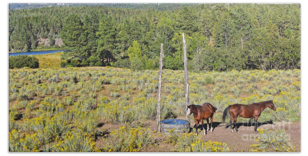 Horses Beach Towel featuring the photograph Two Horses in Rabbitbrush by Catherine Sherman