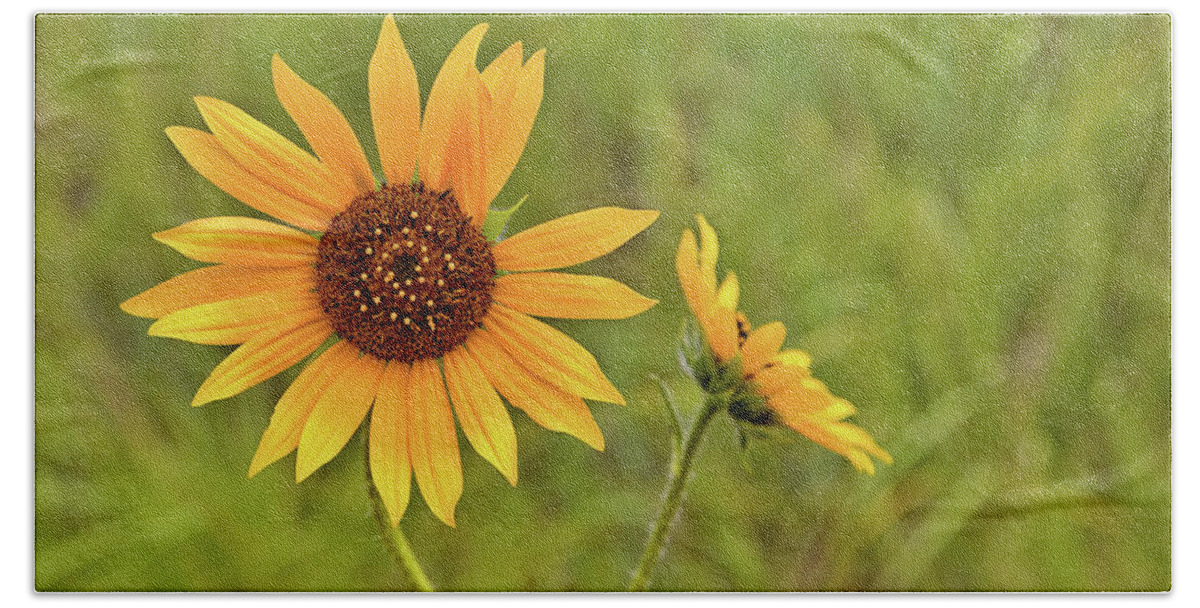 Sunflowers Beach Towel featuring the photograph Two Sunflowers by Bob Falcone