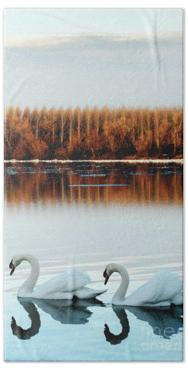 Swan Beach Sheet featuring the photograph Two swans in love by Jelena Jovanovic