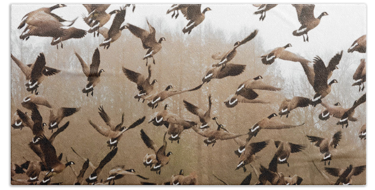 Canadian Geese Beach Towel featuring the photograph Up, Up and Away by Scott Cameron