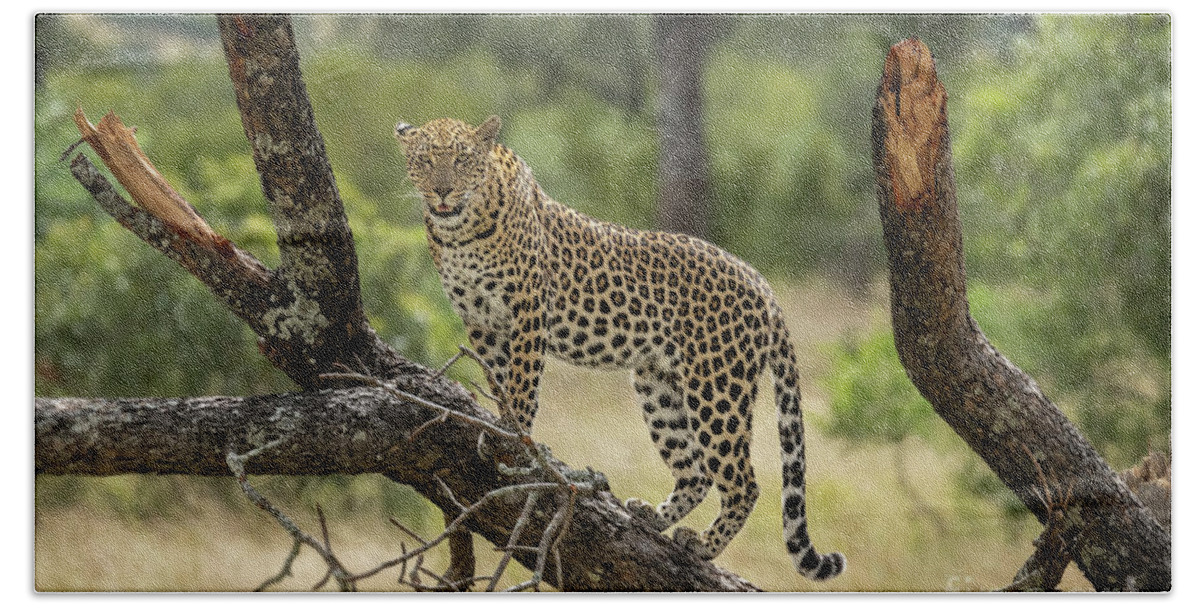 Wildlife Beach Towel featuring the photograph Upwardly Mobile - South Africa by Sandra Bronstein