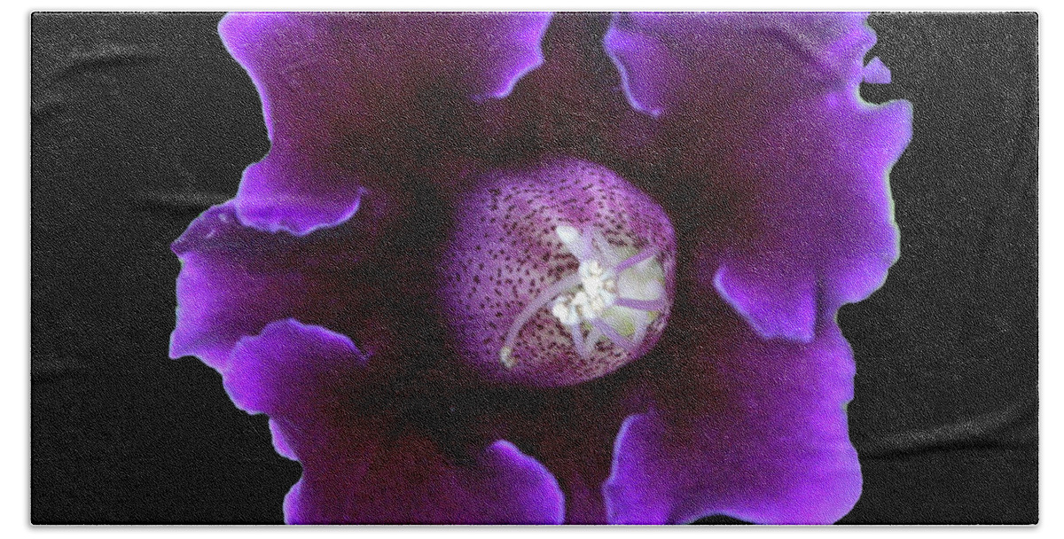 Nature Beach Towel featuring the photograph Velvety Gloxinia by Mariarosa Rockefeller