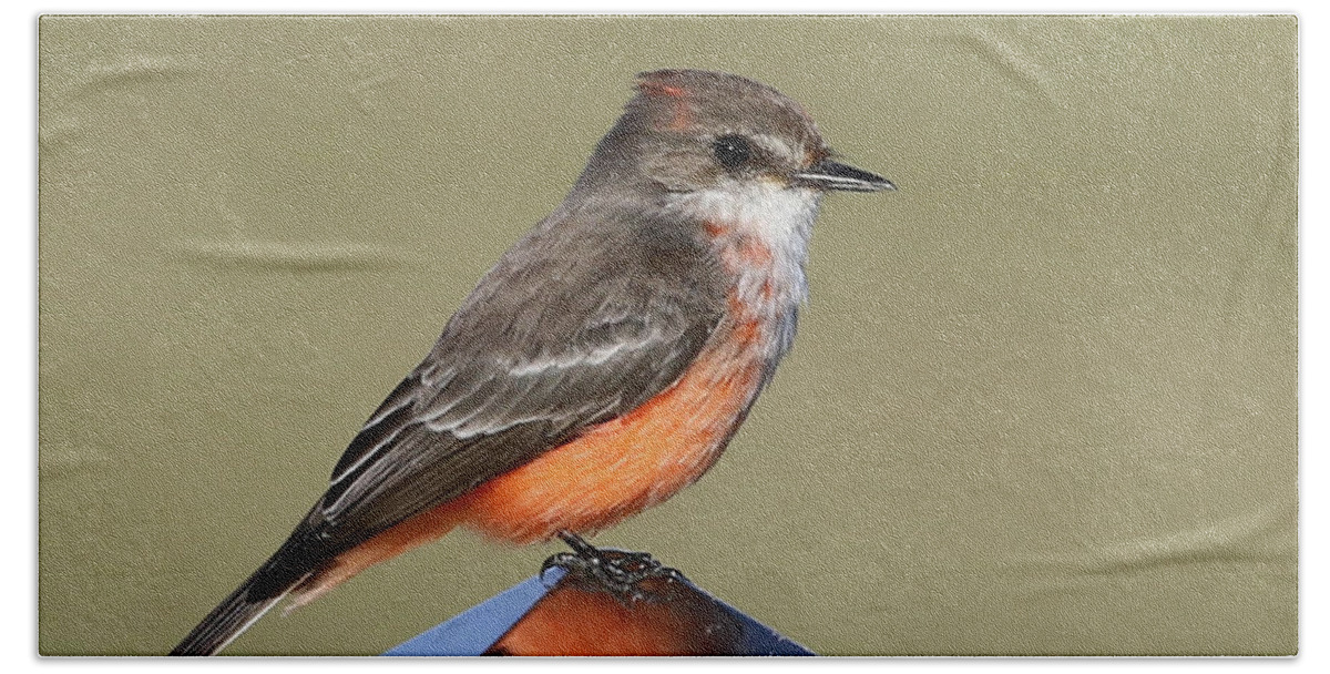 Wildlife Beach Towel featuring the photograph Vermilion Flycatcher in the Everglades by Meg Rousher