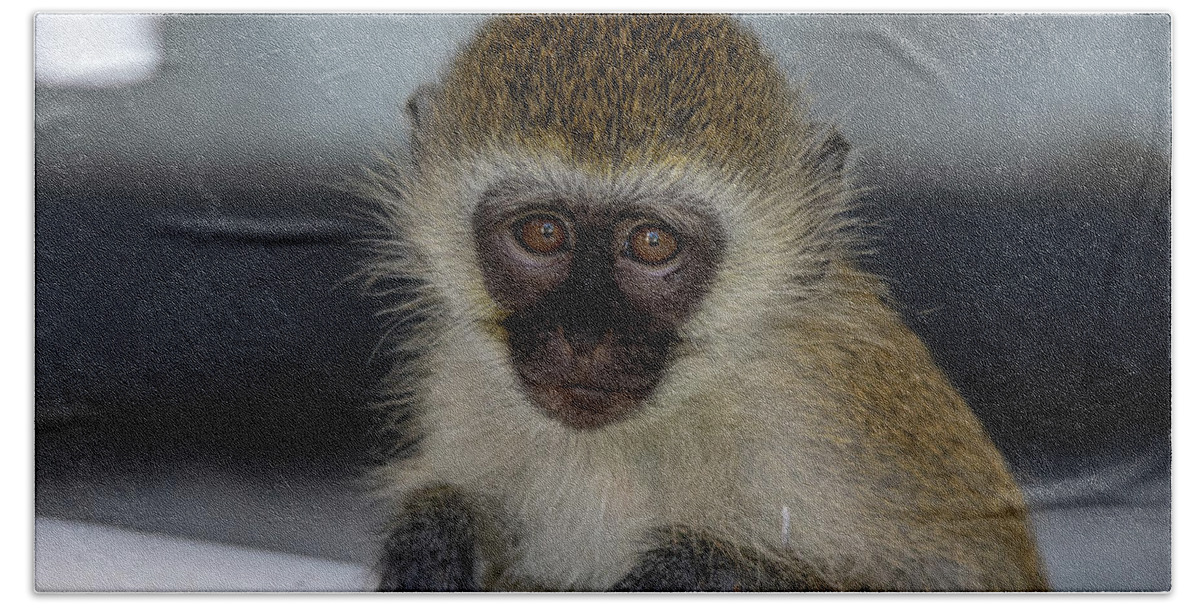 Vervet Monkey Beach Towel featuring the photograph Vervet Monkey by Gareth Parkes