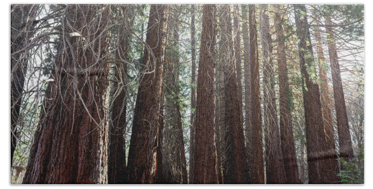 Tall Trees Beach Towel featuring the photograph Very Tall Trees by Alison Frank