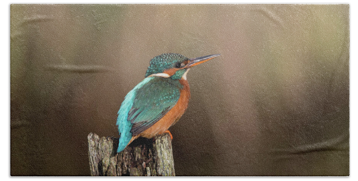 Kingfisher Beach Towel featuring the photograph Vibrant Kingfisher by Pete Walkden