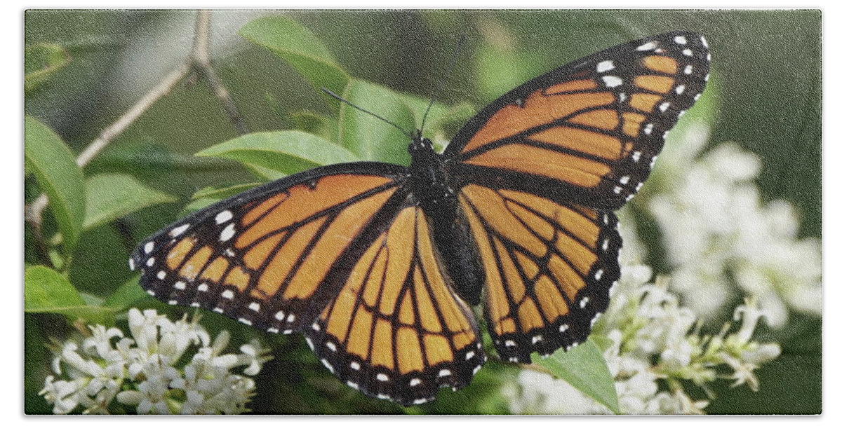Viceroy Butterfly Beach Towel featuring the photograph Viceroy Butterfly on Privet Flowers by Robert E Alter