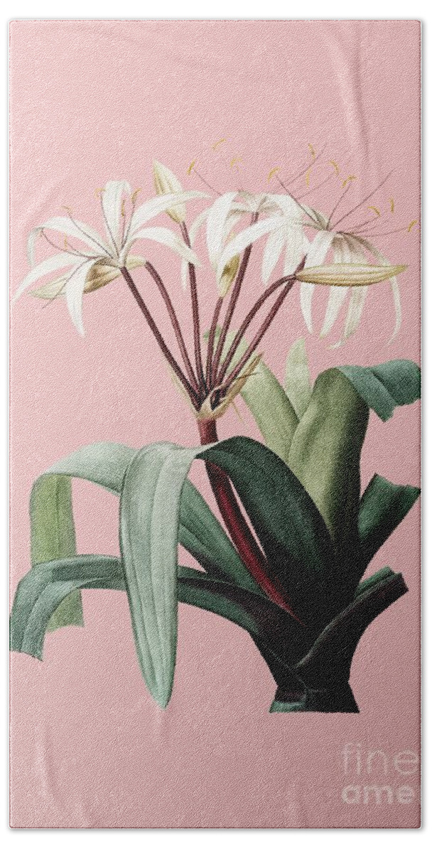 Holyrockarts Beach Towel featuring the mixed media Vintage Crinum Erubescens Botanical Illustration on Pink by Holy Rock Design