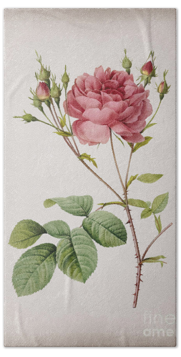 Vintage Beach Towel featuring the mixed media Vintage Pink Cumberland Rose Botanical Illustration on Parchment by Holy Rock Design