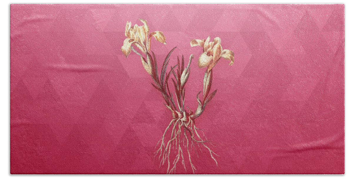 Botanical Beach Towel featuring the mixed media Vintage Sand Iris in Gold on Viva Magenta by Holy Rock Design