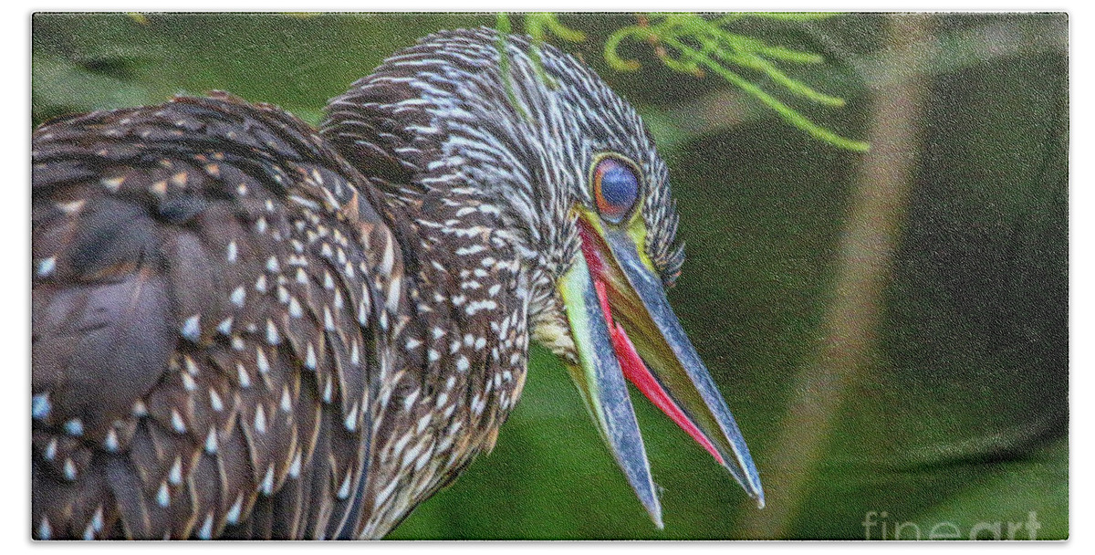 Heron Beach Towel featuring the photograph Vocal Night Heron by Tom Claud