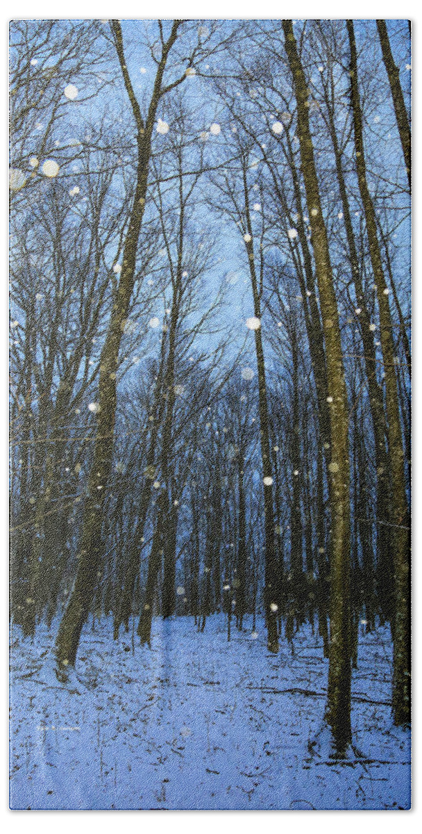 Forest Beach Towel featuring the photograph Walk in the Snowy Woods by Dale R Carlson