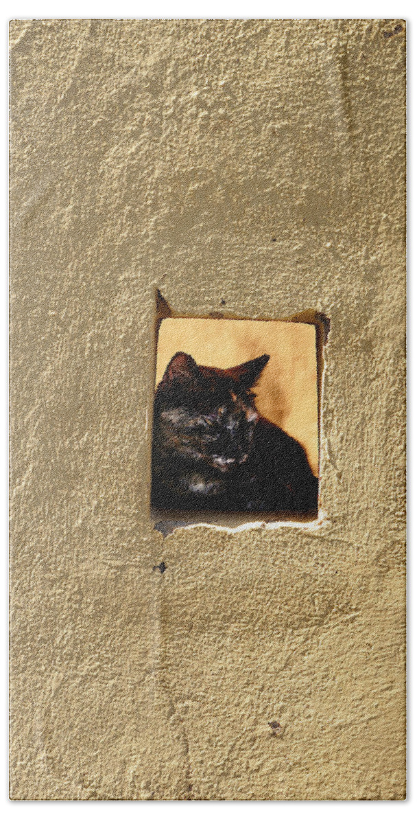 Richard Reeve Beach Towel featuring the photograph Wall Cat by Richard Reeve
