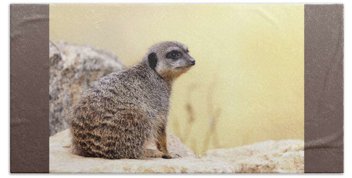 Meerkat Beach Towel featuring the photograph Watchful meerkat keeps a lookout. by Jane Rix