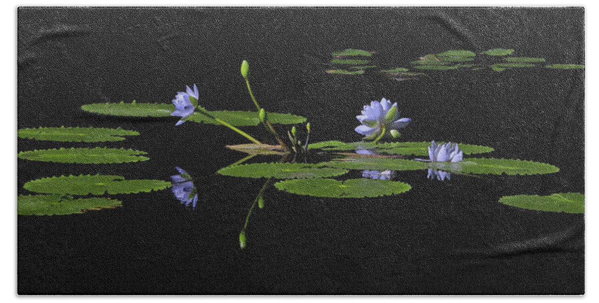 Water Lily Beach Towel featuring the photograph Water Lilies 1 by Richard Krebs