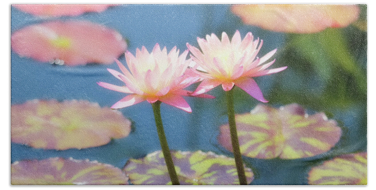 Soft Focus Beach Towel featuring the photograph Water Lilies Reflection by Scott Burd